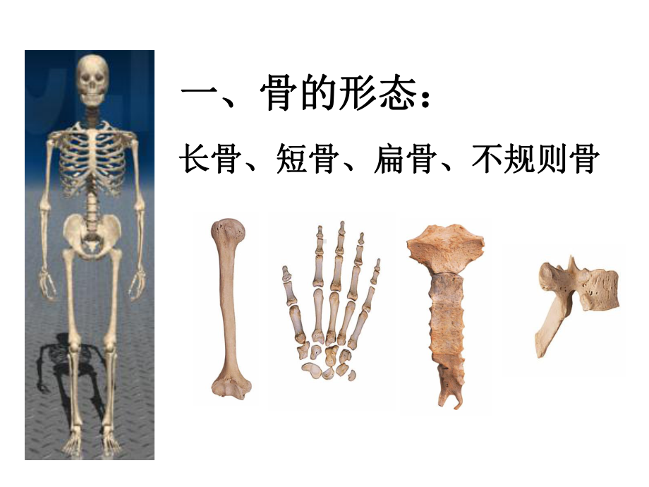 骨的形态和结构课件.ppt_第2页