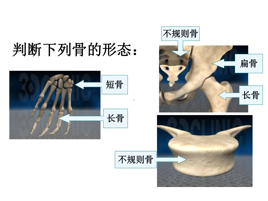 骨的形态和结构课件.ppt_第3页