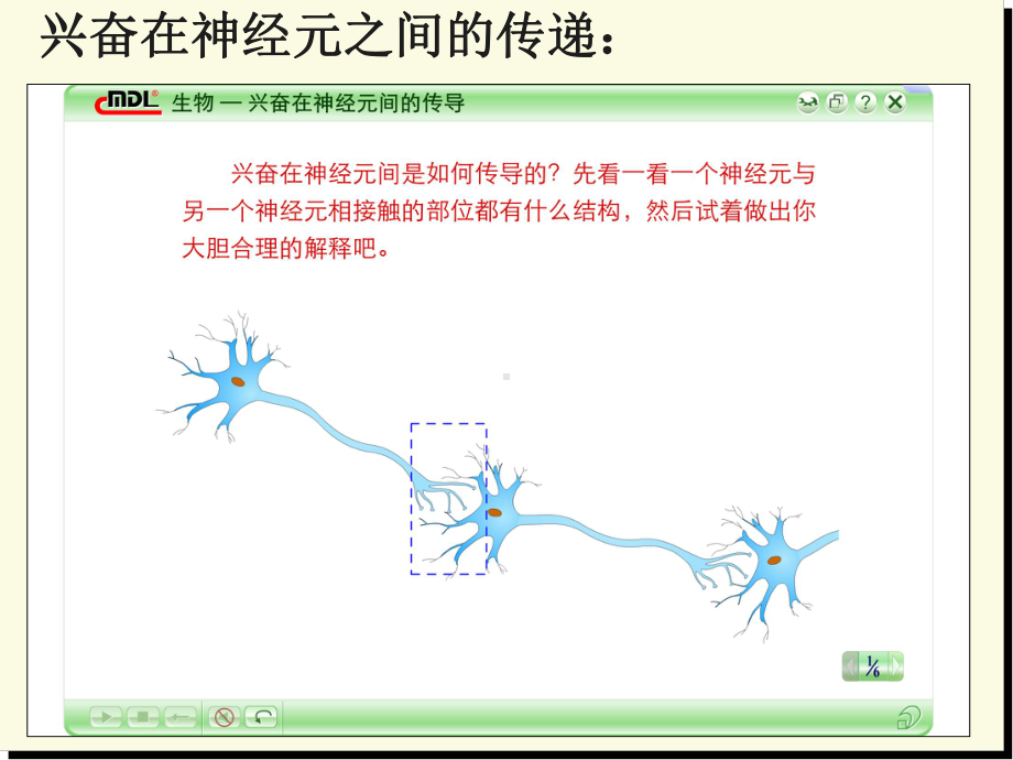 通过神经系统的调节第三课时课件.ppt_第1页