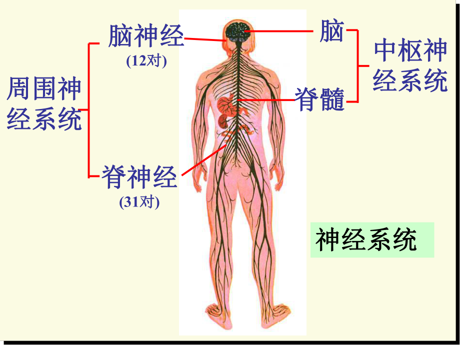 通过神经系统的调节第三课时课件.ppt_第3页