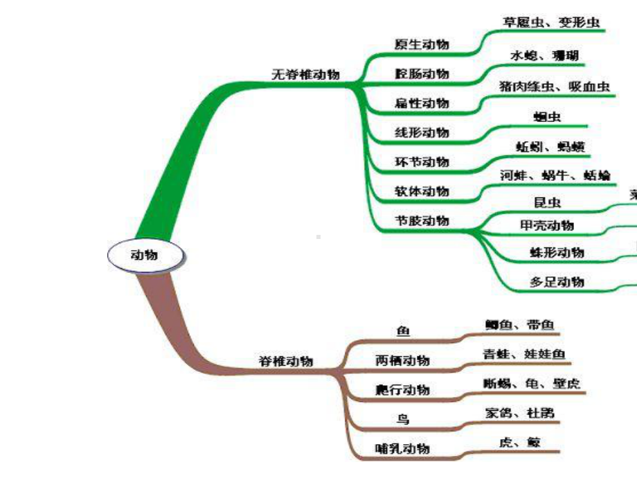 四年级上册科学课件-第一单元《动物王国》复习-青岛版--共21张.pptx_第2页