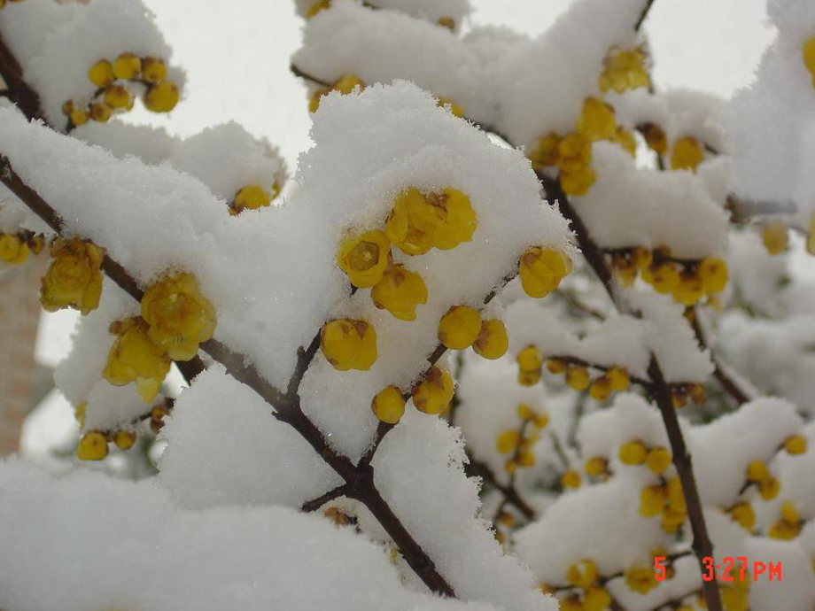 《雪花的快乐》课件2.pptx_第3页