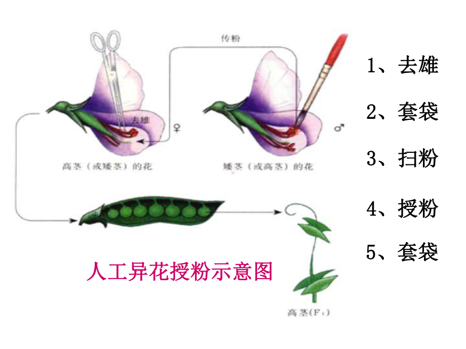 高中生物必修二总复习课件.ppt_第2页