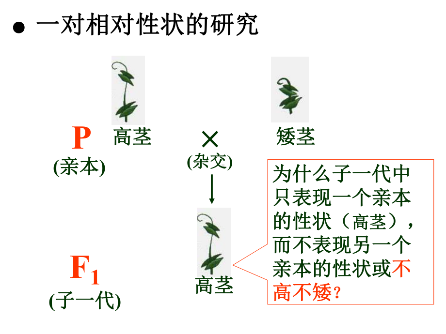 高中生物必修二总复习课件.ppt_第3页