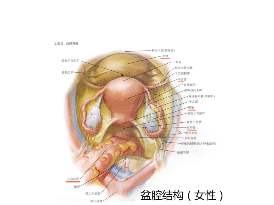 妇产巡诊-盆腔包块.pptx_第2页