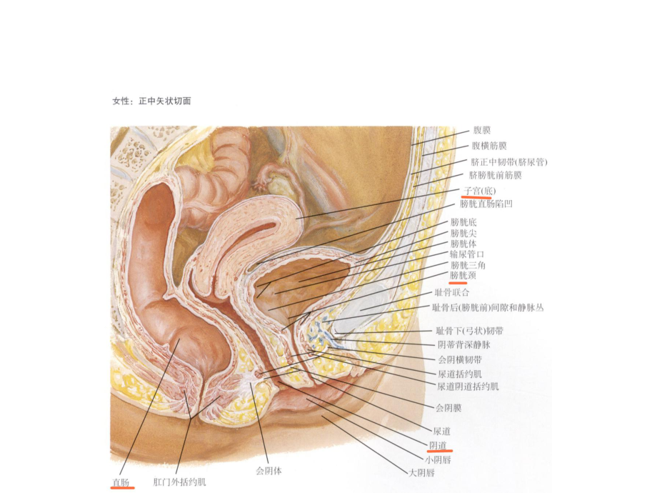 妇产巡诊-盆腔包块.pptx_第3页