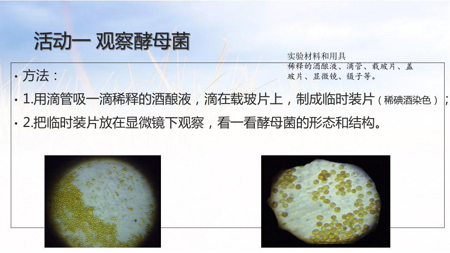 苏科版七年级下册生物：第3节单细胞的生物体课件.ppt_第3页