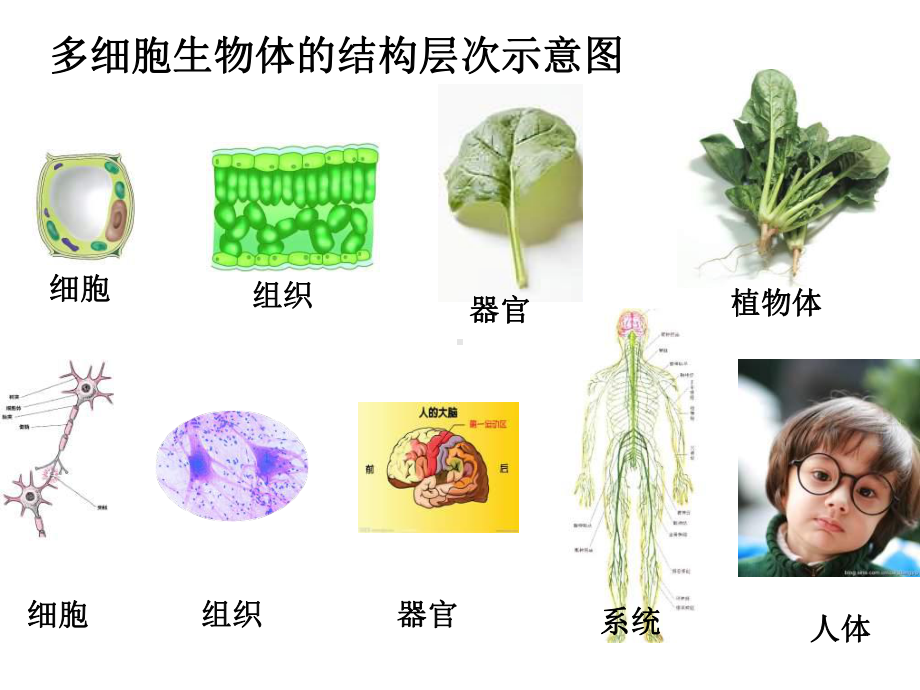 多细胞生物体PPT教学课件.ppt_第3页