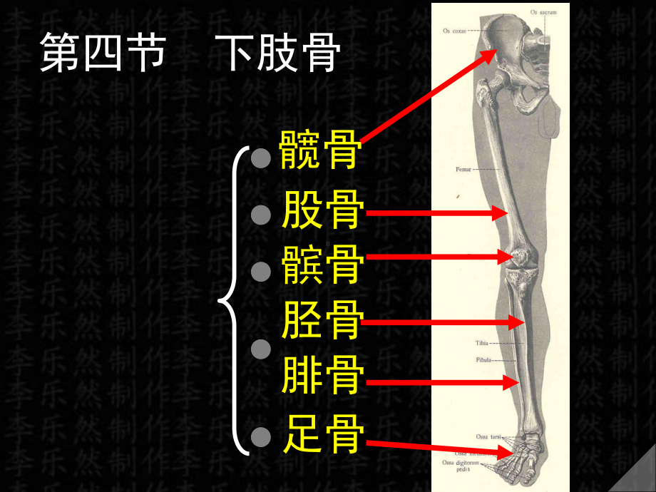 第四下肢骨课件.ppt_第1页