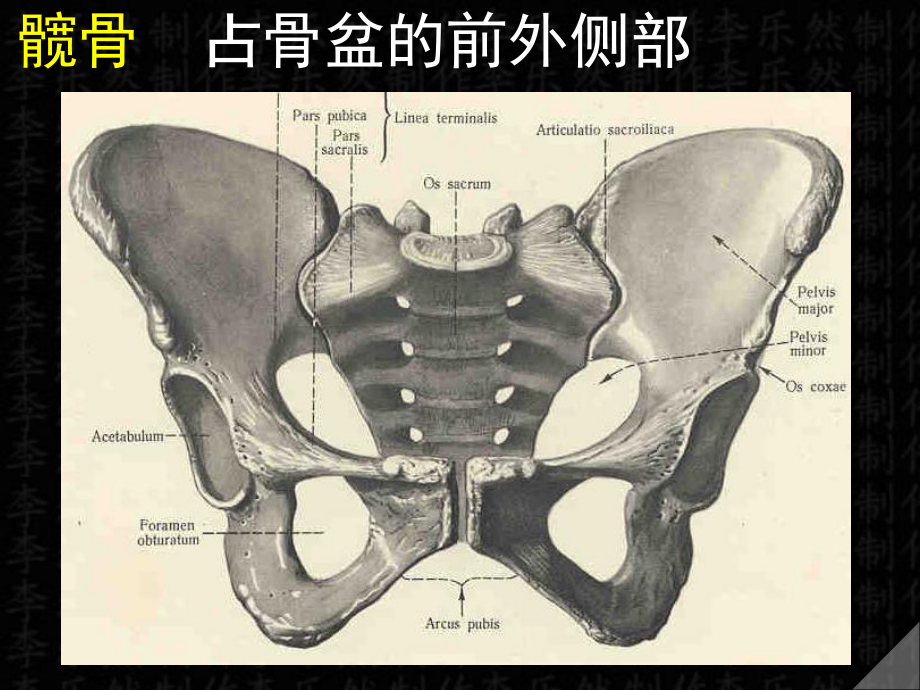 第四下肢骨课件.ppt_第2页