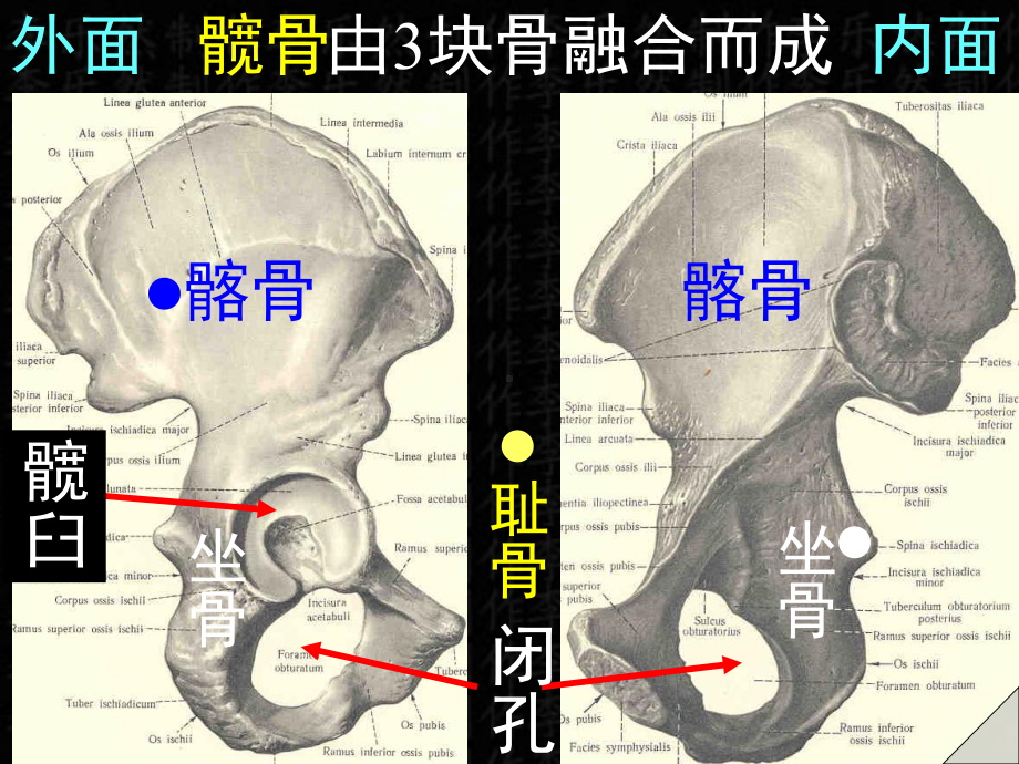 第四下肢骨课件.ppt_第3页