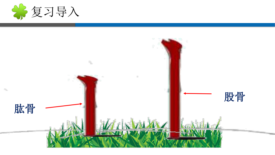 《肱骨和股骨》教学课件.ppt_第3页