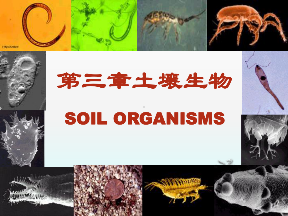 土壤生物PP课件.ppt_第1页