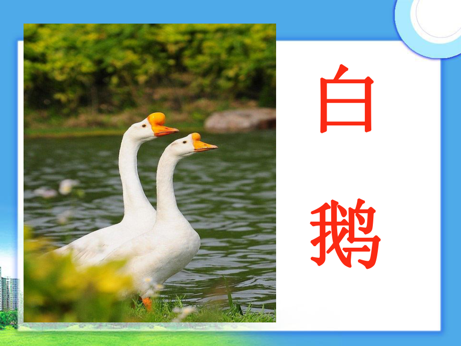 人教版小学语文《白鹅》课件.ppt_第2页