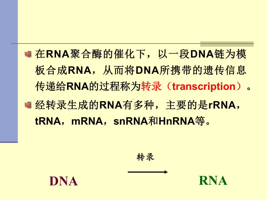 RNA的生物合成11Transcription课件.ppt_第2页