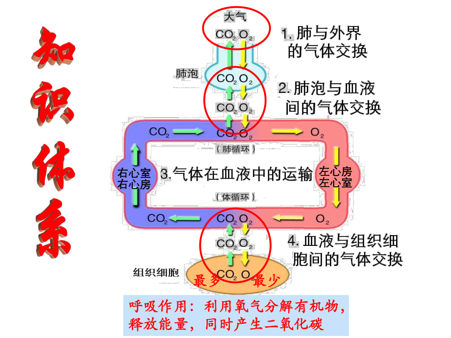 人教版生物七年级下册432《发生在肺内的气体交换》复习课件.pptx_第3页