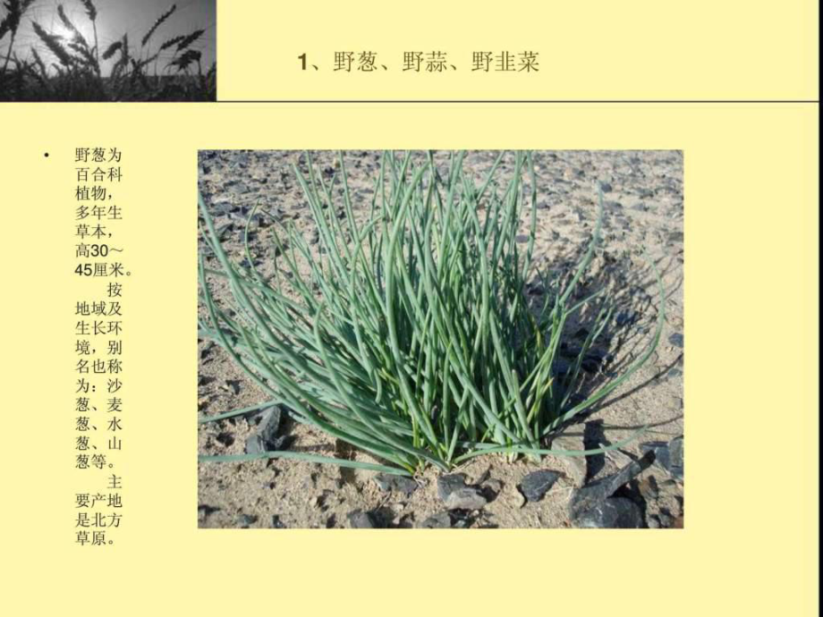 中国常见野菜及其食用.ppt_第2页