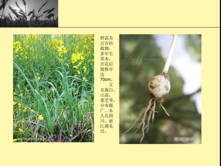 中国常见野菜及其食用.ppt_第3页