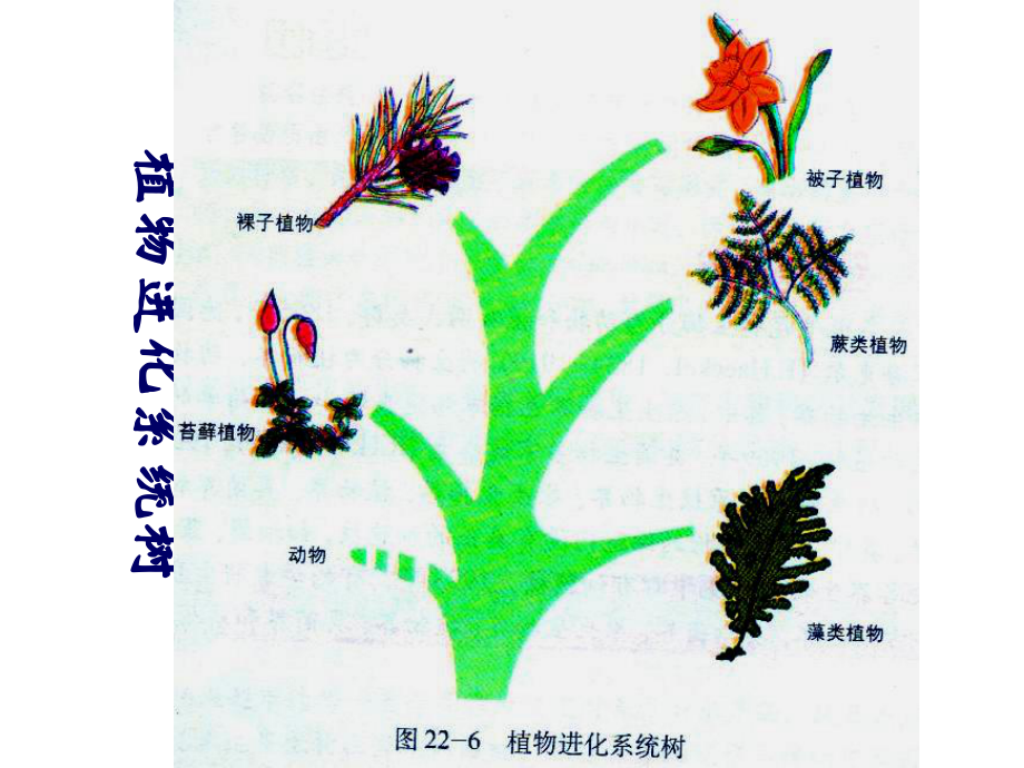 《植物的主要类群》课件.ppt_第3页