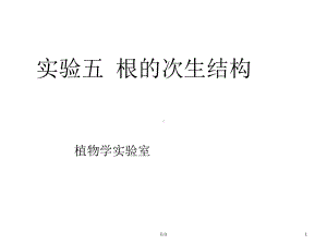 根的次生结构模板课件.ppt