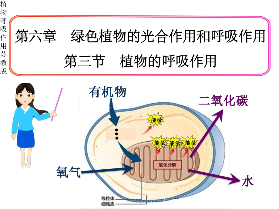 植物呼吸作用苏教版课件.pptx_第1页