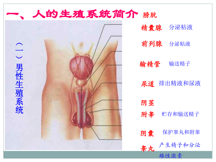 人教版生物七年级下册第二节人的生殖优秀课件.ppt_第3页