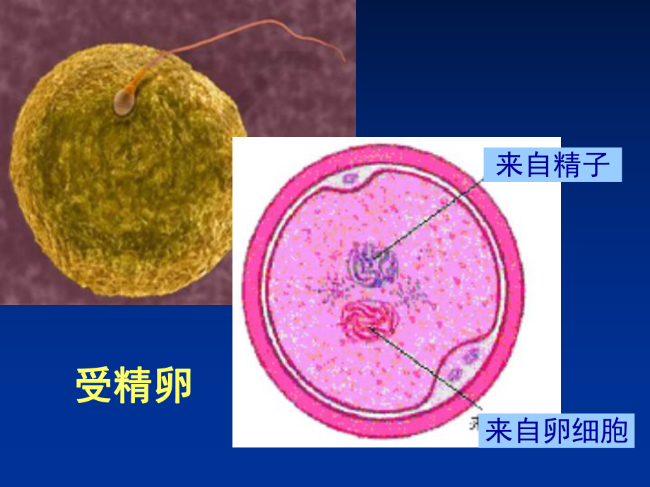 人教版教学课件8动物细胞融合与单克隆抗体.ppt_第3页