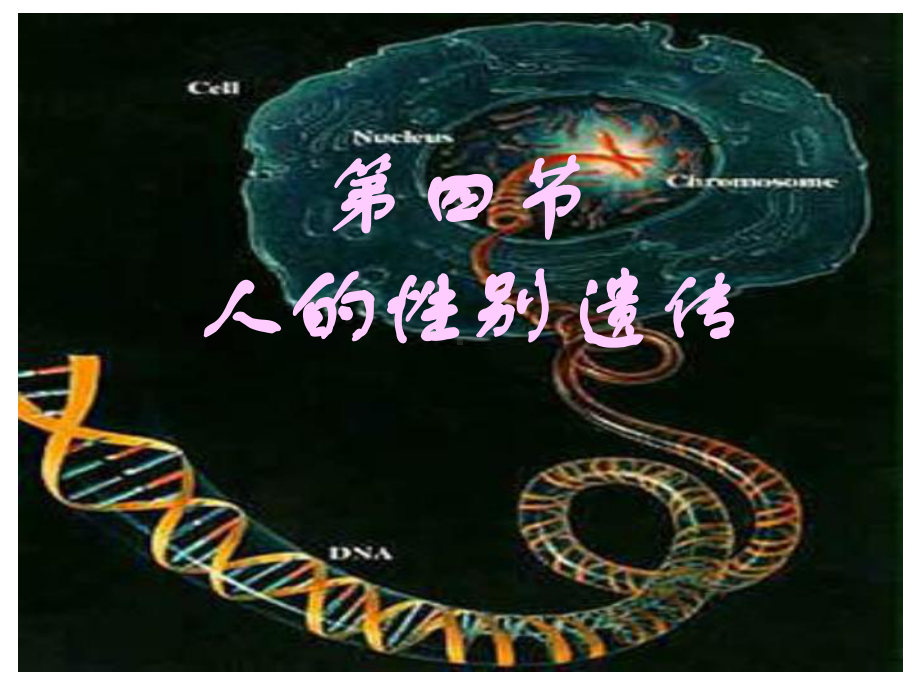 人教版八下生物724人的性别遗传课件(共20张)-2.ppt_第2页