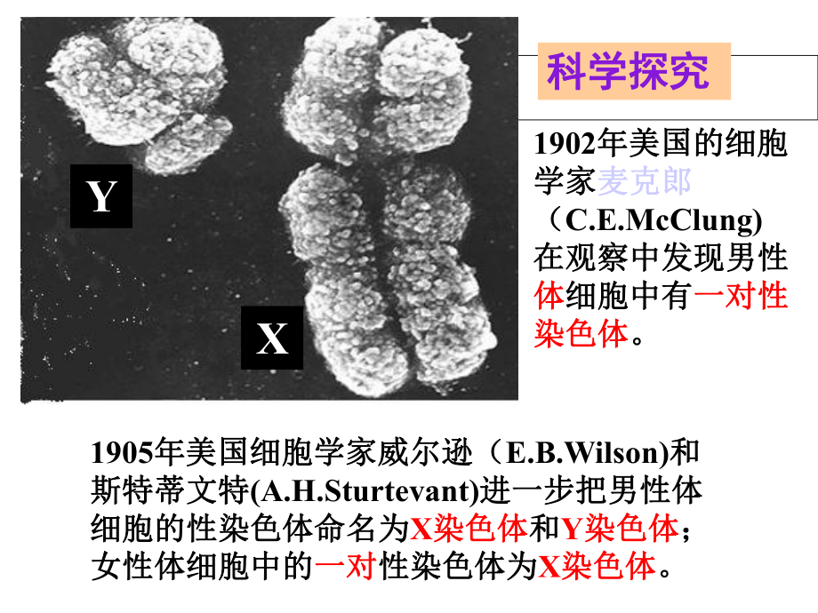 人教版八下生物724人的性别遗传课件(共20张)-2.ppt_第3页