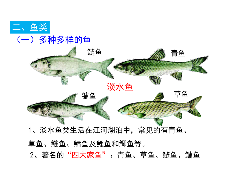 人教版八级生物上册鱼教用课件-2.ppt_第3页