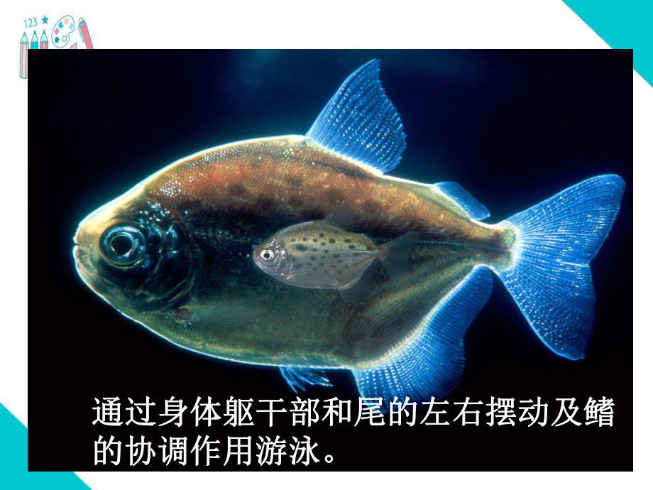 人教版八年级生物上册《动物的运动》教学课件.ppt_第3页