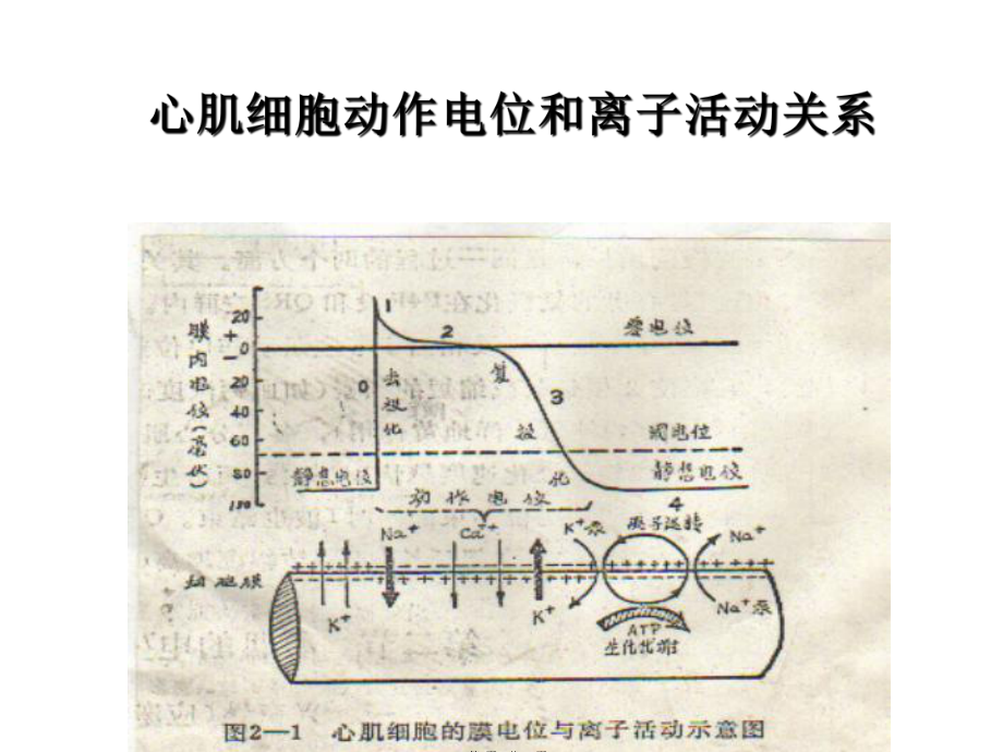 常见心律失常及其处理(与“阻滞”有关PPT文档).pptx_第3页