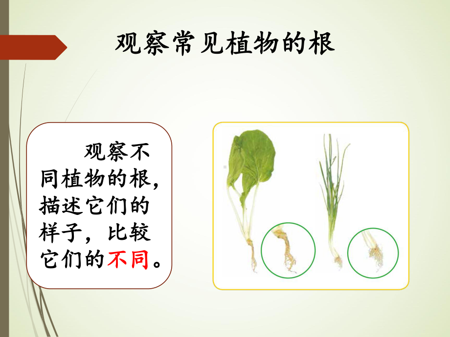 4.2根的奥秘ppt课件（15张PPT）-2023新湘科版三年级下册《科学》.ppt_第3页