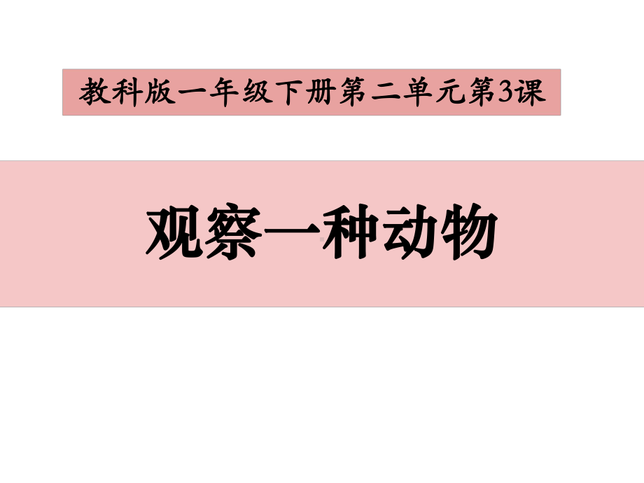 3. 观察一种动物（ppt课件12张PPT）-2023新教科版一年级下册《科学》.ppt_第1页