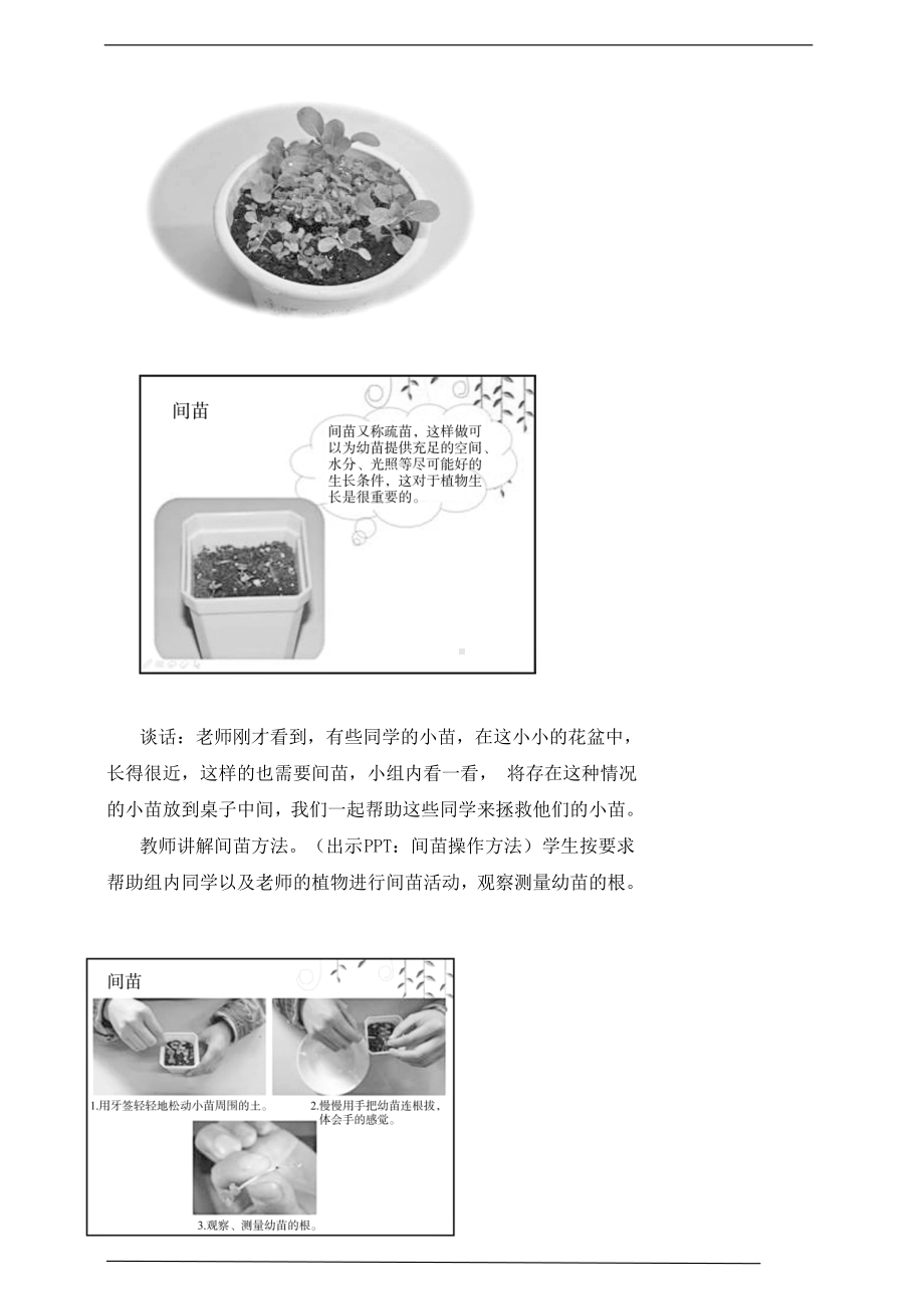 5.2 小苗快长 教案-2023新湘科版三年级下册《科学》.doc_第3页