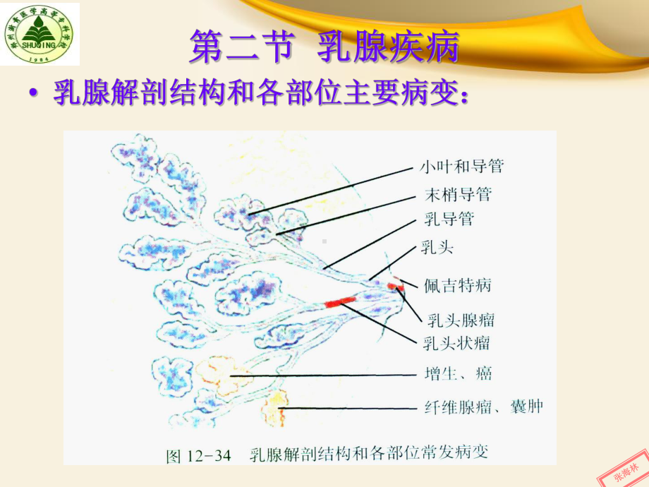 医学精品课件：生殖乳腺2.ppt_第1页