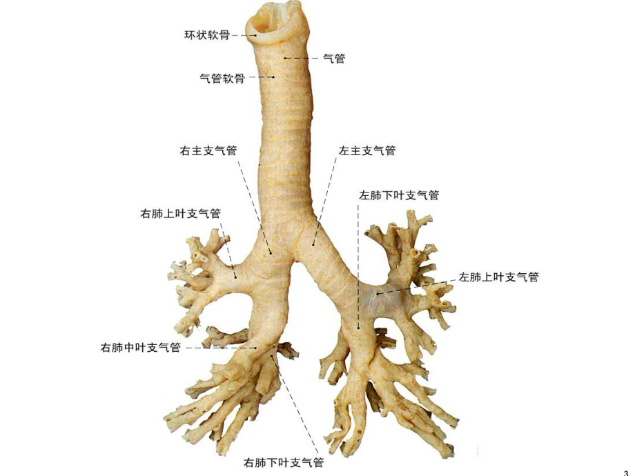 医学精品课件：8 呼吸 1.ppt_第3页