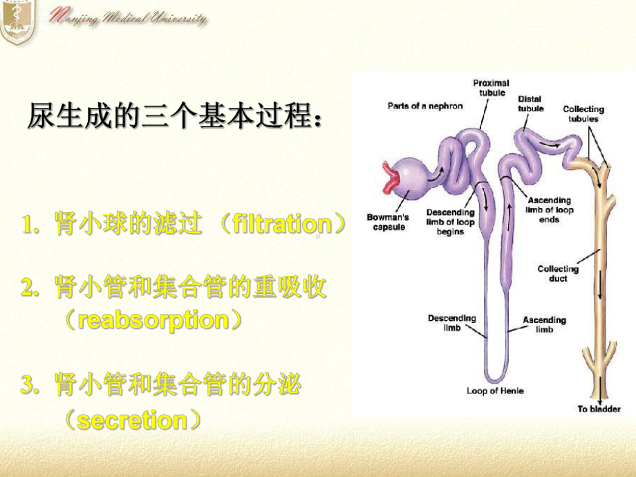 医学精品课件：尿生成因素.ppt_第3页