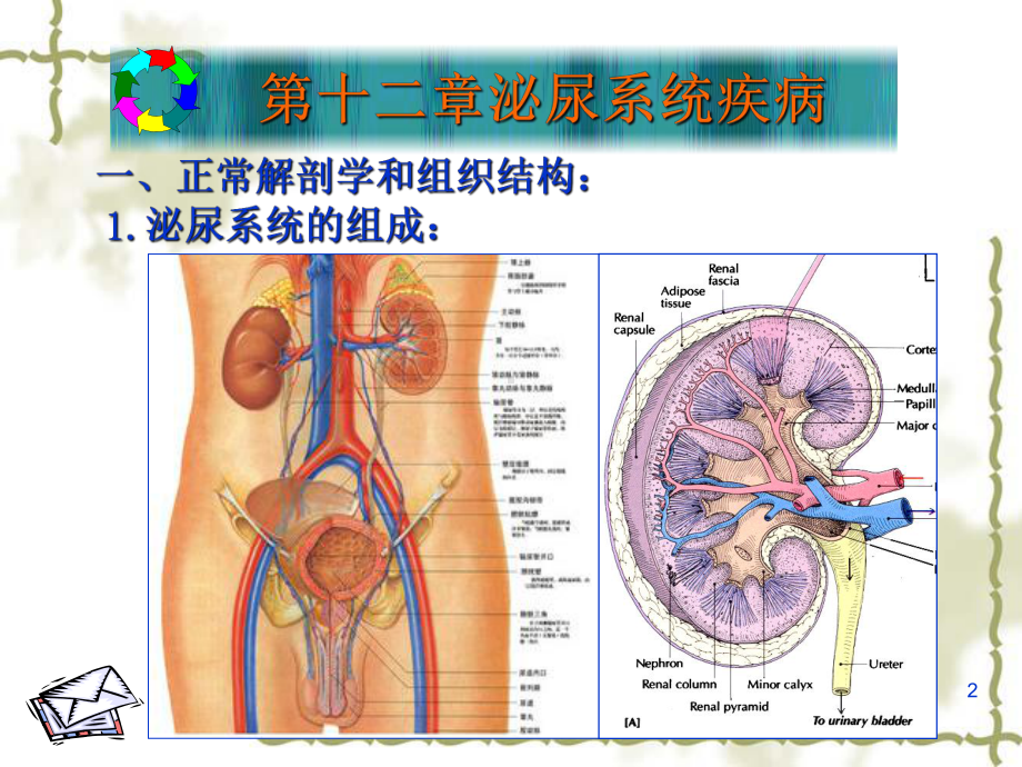 医学精品课件：12 泌尿.ppt_第2页