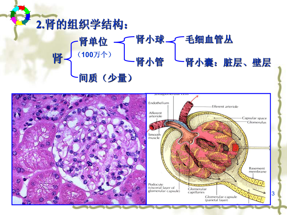 医学精品课件：12 泌尿.ppt_第3页