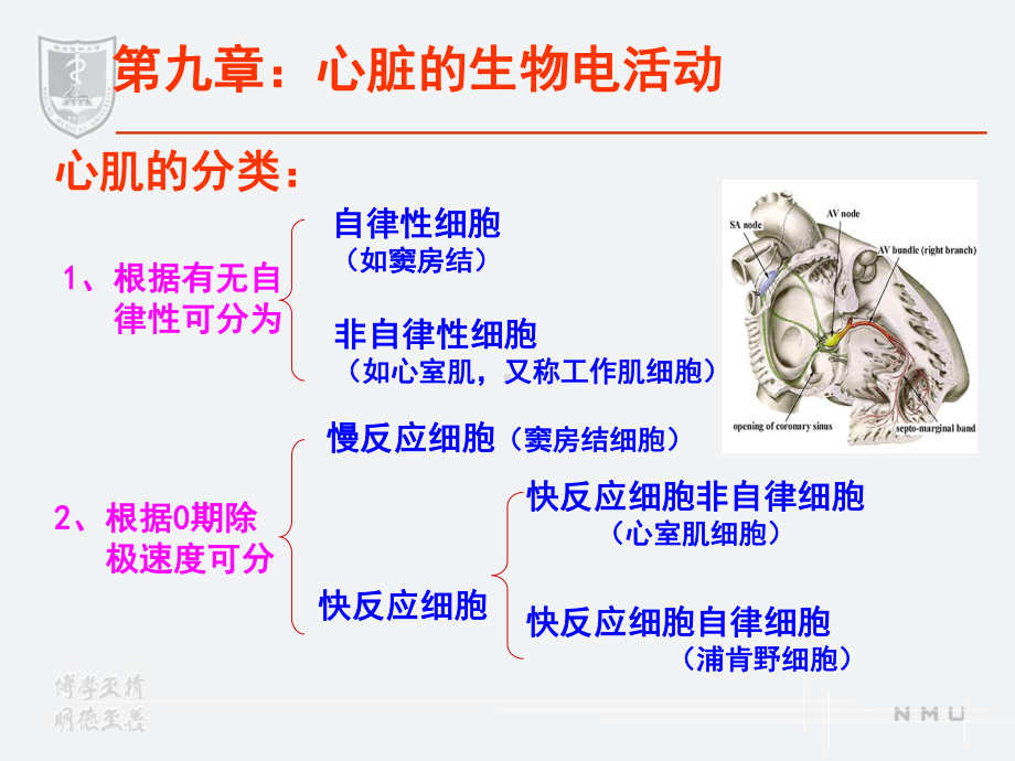 医学精品课件：第4篇循环.ppt_第2页