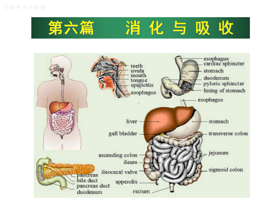 医学精品课件：第6篇消化.ppt_第1页