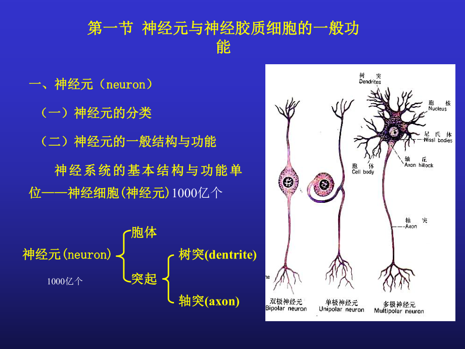 医学精品课件：10神经.ppt_第2页