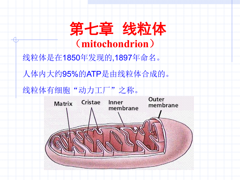 医学精品课件：第7章 线粒体与细胞的能量转换.ppt_第1页