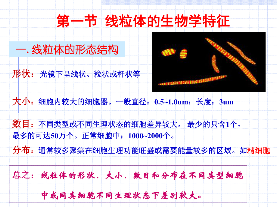 医学精品课件：第7章 线粒体与细胞的能量转换.ppt_第2页