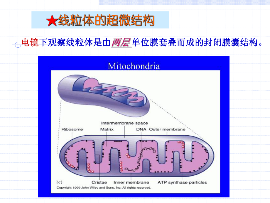 医学精品课件：第7章 线粒体与细胞的能量转换.ppt_第3页