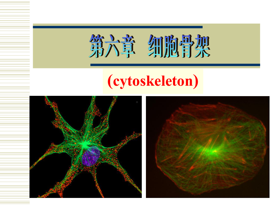 医学精品课件：第6章 细胞骨架.ppt_第1页