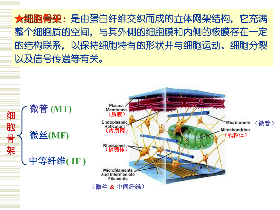 医学精品课件：第6章 细胞骨架.ppt_第2页