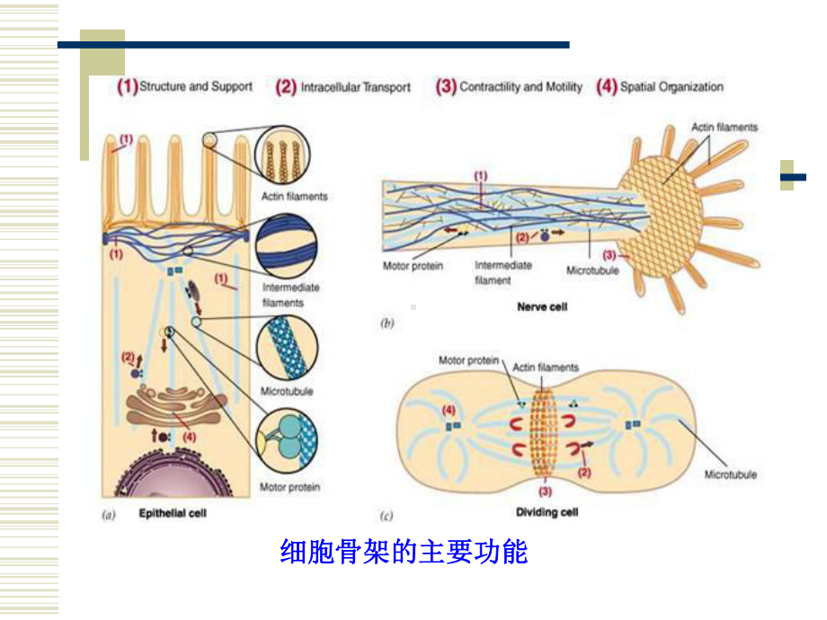 医学精品课件：第6章 细胞骨架.ppt_第3页