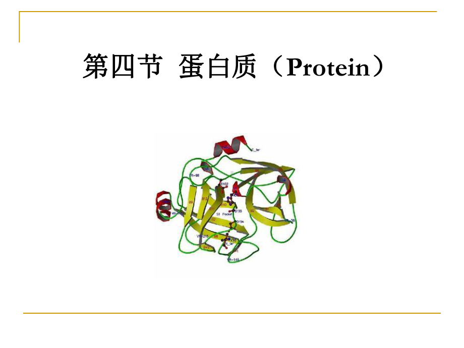 医学精品课件：1.蛋白质.ppt_第3页